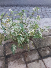 Solanum pilcomayense