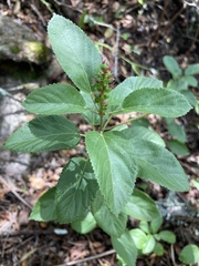 Acalypha communis