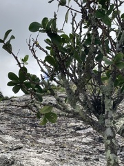 Daphnopsis racemosa