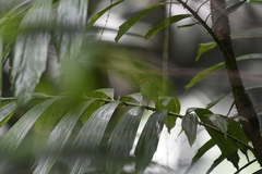 Orthotomus atrogularis