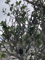 Daphnopsis racemosa