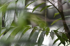 Orthotomus atrogularis