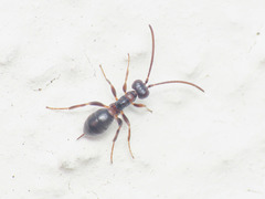Phygadeuontinae