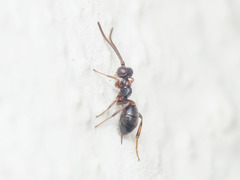 Phygadeuontinae