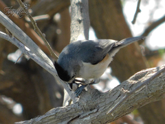 Baeolophus atricristatus