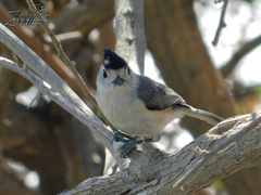 Baeolophus atricristatus