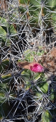 Ferocactus flavovirens