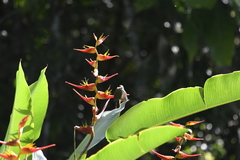 Arachnothera longirostra