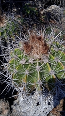 Ferocactus flavovirens