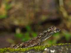 Anolis ortonii