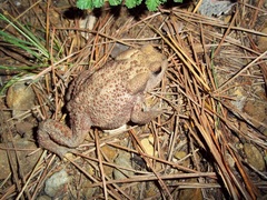 Bufo verrucosissimus