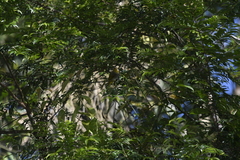 Pycnonotus finlaysoni