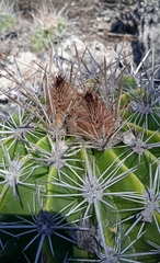 Ferocactus flavovirens