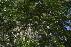 Pycnonotus finlaysoni