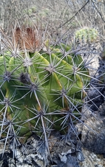 Ferocactus flavovirens