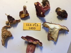 Russula sanguinaria image