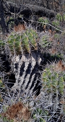 Ferocactus flavovirens