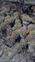 Ferocactus flavovirens