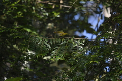 Pycnonotus finlaysoni