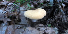 Hydnum subolympicum