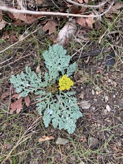 Cymopterus longipes