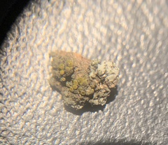 Candelariella antennaria