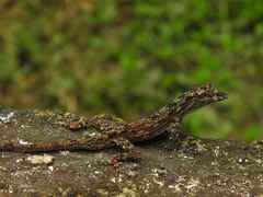 Anolis ortonii