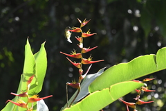 Arachnothera longirostra