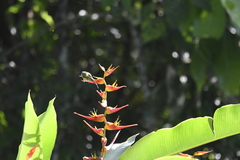 Arachnothera longirostra