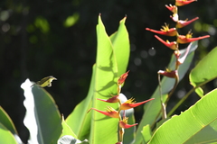 Arachnothera longirostra