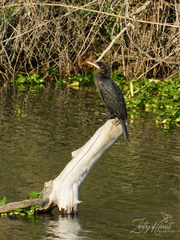 Nannopterum brasilianum