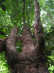 Pogonophora schomburgkiana