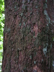 Pogonophora schomburgkiana