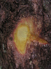 Pogonophora schomburgkiana