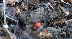 Hygrocybe minutula