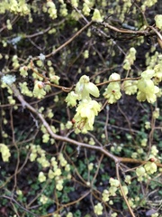 Corylopsis