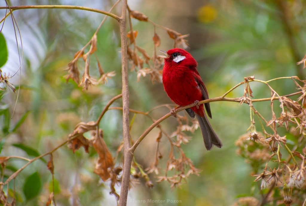 Red Warbler