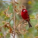 Red Warbler - Photo (c) Alvaro Monter Pozos, some rights reserved (CC BY-NC), uploaded by Alvaro Monter Pozos