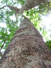 Pogonophora schomburgkiana