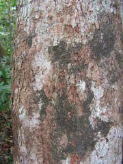 Pogonophora schomburgkiana
