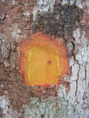 Pogonophora schomburgkiana