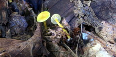 Hygrocybe parvula