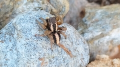 Aelurillus luctuosus