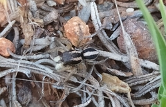 Aelurillus luctuosus