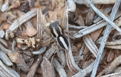 Aelurillus luctuosus