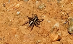 Aelurillus luctuosus