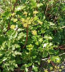 Tauschia arguta