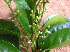 Pogonophora schomburgkiana