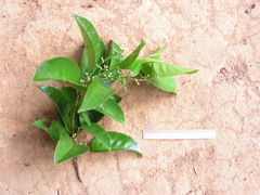 Pogonophora schomburgkiana
