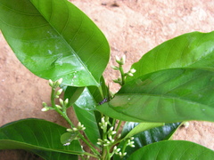 Pogonophora schomburgkiana
